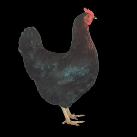 hen