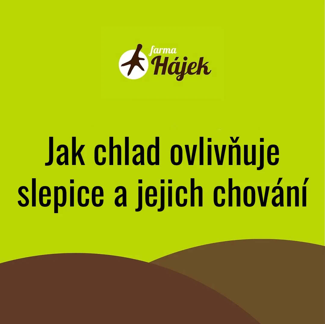 Slepičky a chlad